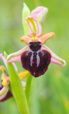 Ophrys sipontensis, Siponto-Ragwurz, Italien