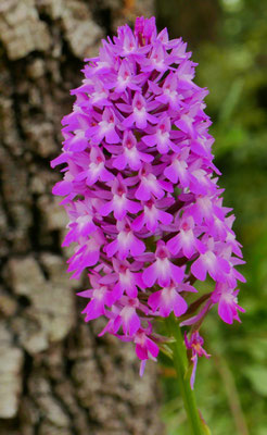 Anacamptis pyramidalis, Pyramiden-Hundswurz, Frankreich
