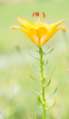 Österreich, Feuerlilie, Lilium bulbiferum