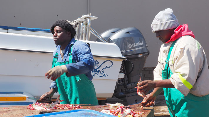 beim Fische putzen in Swakopmund