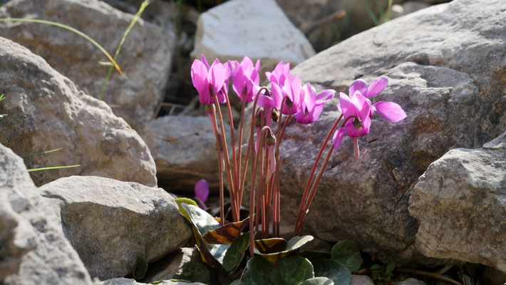 Italien, Efeublättriges Alpen-Veilchen, Cyclamen hederifolium