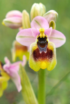 Wespen-Ragwurz, ophrys tenthredinifera