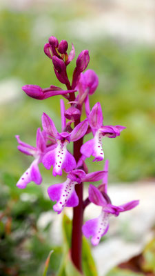 Orchis anatolica, Anatolisches Knabenkraut, Rhodos