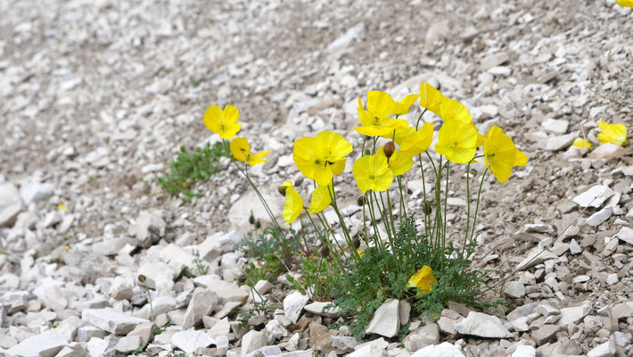 Italien, Kerners Alpen-Mohn, Papaver alpinum ssp. kerneri