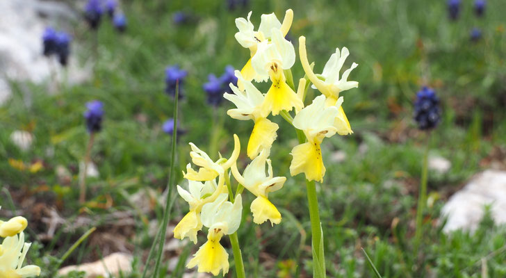 Wenigblütiges Knabenkraut, Orchis provincialis ssp. pauciflora (Italien)