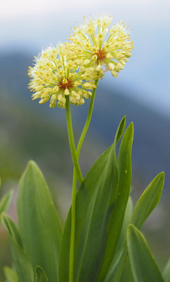 Allermannsharnisch, Allium victoralis