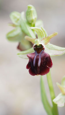 Ophrys mammosa, Busen-Ragwurz, Griechenland
