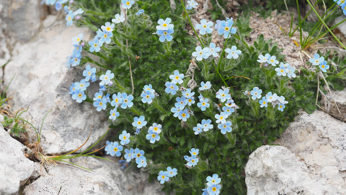 Italien, Himmelsherold, Erytrichium nanum