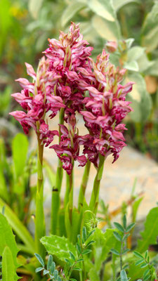 Anacamptis coriophora ssp. fragrans, Wohlriechendes Wanzen-Knabenkraut, Samos