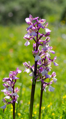 Anacamptis morio, ssp. caucasia, Kaukasisches Klein-Hundswurz, Samos