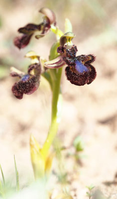 Ophrys speculum, Spiegel-Ragwurz, Griechenland