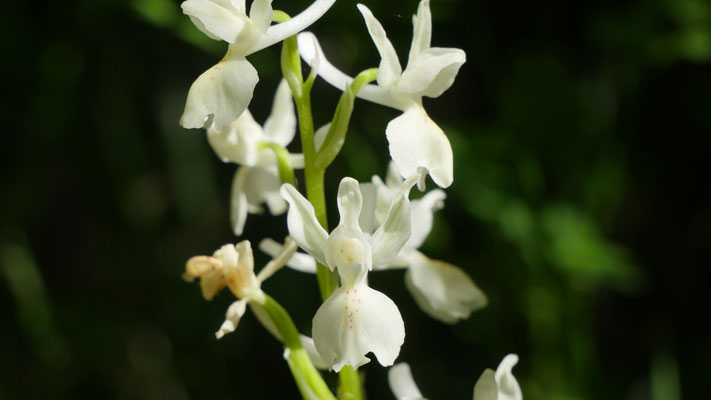 Französisches Knabenkraut, Orchis provincialis (Frankreich)