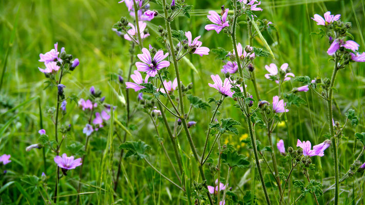 Malva sylvestris, Wilde Malve