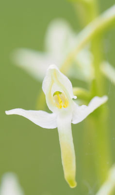 Platanthera bifolia, Weiße Waldhyazinthe, Oberösterreich
