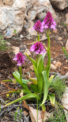 Anacamptis pyramidalis ssp. brachystachys, Kurzährige Pyramiden Hundswurz, Leros