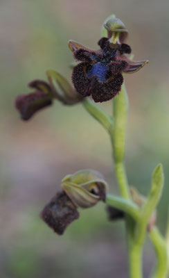 Ophrys speculum, Spiegel-Ragwurz, Griechenland