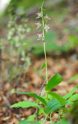 Epipactis helleborine x Epipactis purpurata = Epipactis schulzei, Steiermark