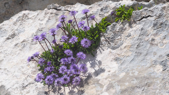 Kroatien, Herzblättrige Kugelblume, Globularia cordifolia