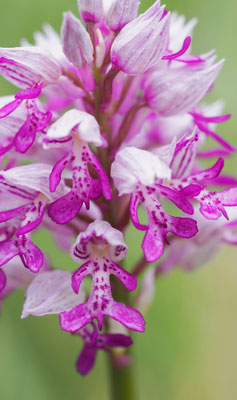 Orchis militaris, Helm-Knabenkraut, Niederösterreich