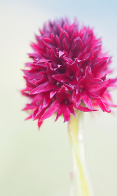 Nigritella austriaca, Österreichisches Kohlröschen, Italien