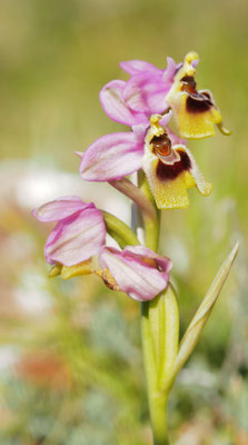 Ophrys tenthredinifera, Wespen-Ragwurz, Griechenland