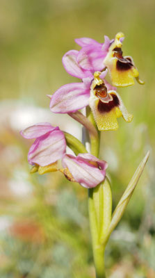 Ophrys tenthredinifera var. villosa, Behaarte Wespen-Ragwurz, Griechenland