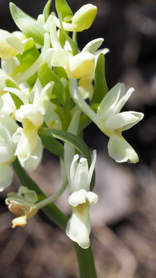 Dactylorhiza romana, Römisches Knabenkraut, Türkei