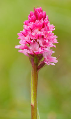 Pseudorchis albida x Nigritella rhellicani = Pseuditella micrantha, Kärnten