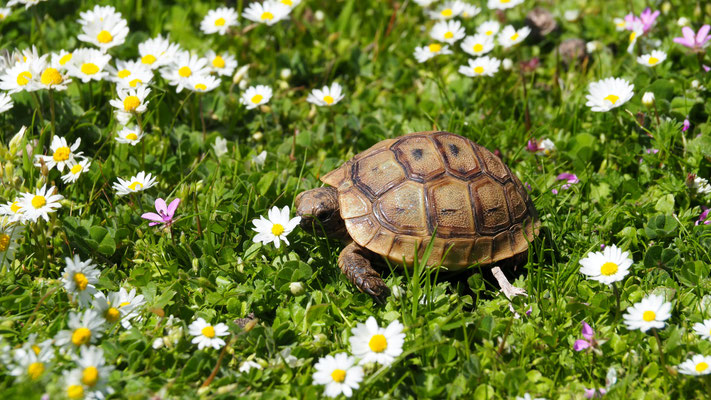 Testudo hermanni boettgeri, Östliche Griechische Landschildkröte