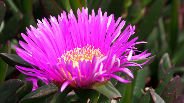 Mittagsblume