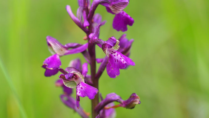 Klein-Hundswurz, Anacamptis morio (Kroatien)