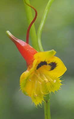 Costa Rica, exotische Blume aus der Gattung Tropaeloum (Kapuzinerkresse)