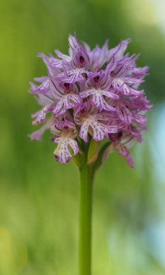 Neotinea tridentata, Dreizahn-Keuschständel, Oberösterreich