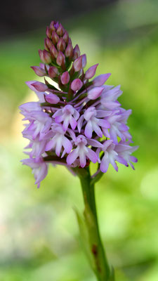 Anacamptis pyramidalis ssp. brachystachys, Kurzährige Pyramiden Hundswurz, Tilos