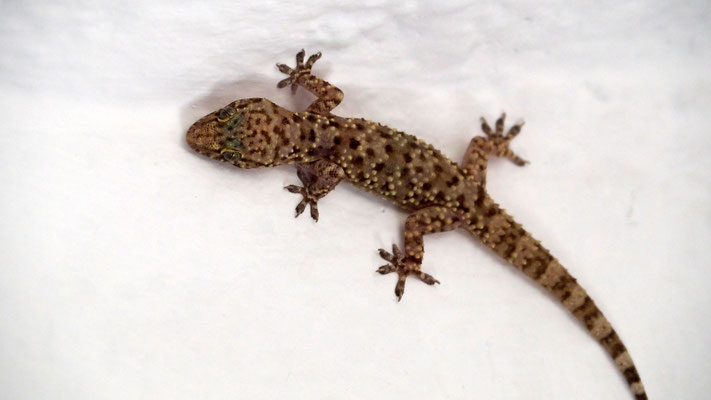 Türkischer Halbfinger-Gecko