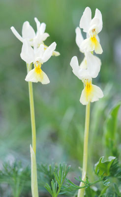Orchis pauciflora, Armblütiges Knabenkraut, Montenegro
