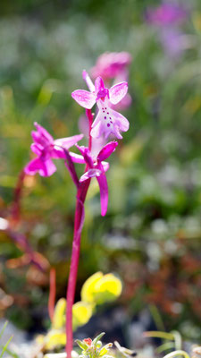 Orchis anatolica, Anatolisches Knabenkraut, Rhodos
