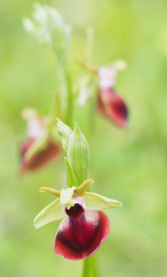 Ophrys helenae, Helena-Ragwurz, Griechenland