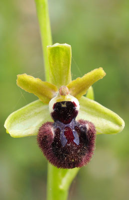 Ophrys incubacea, Schwarze Ragwurz, Italien