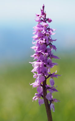 Orchis mascula ssp. speciosa, Pracht-Knabenkraut, Oberösterreich