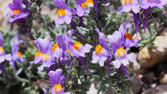 Italien, Alpen-Leinkraut, Linaria alpina