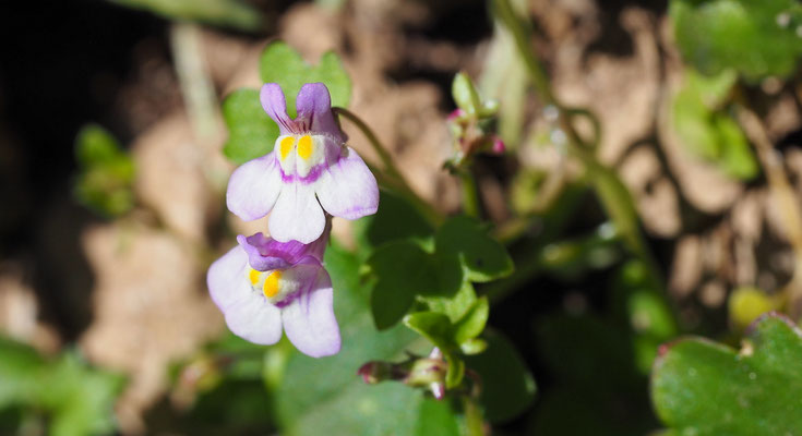 Kroatien, Zimbelkraut, Cymbalaria muralis