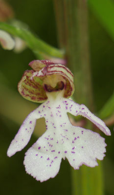 Orchis purpurea, Purpur-Knabenkraut, Frankreich