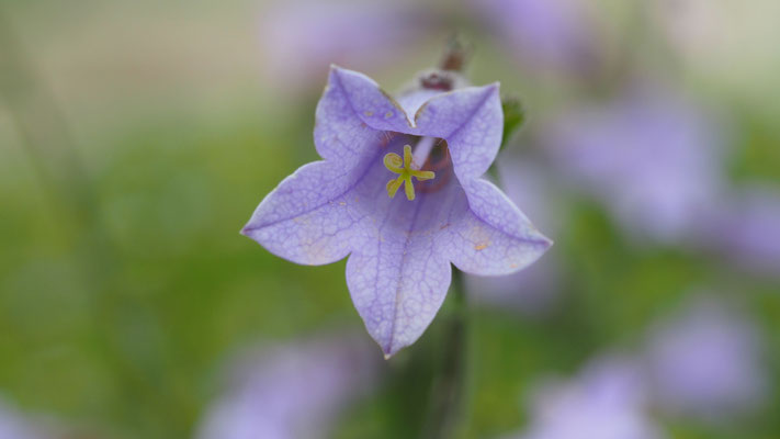 Campanula hagielia, Hagios Glockenblume
