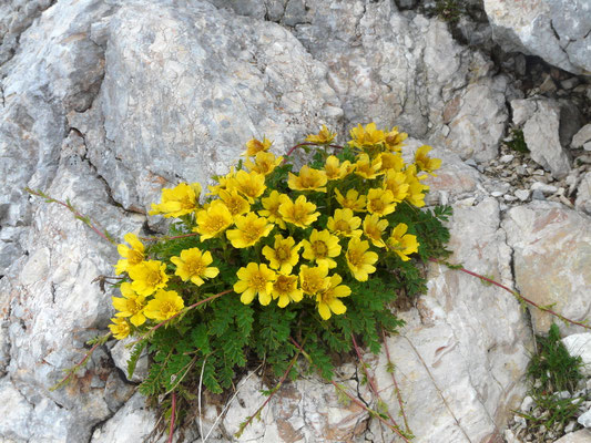 Slowenien, Kriechende Nelkenwurz, Geum reptans