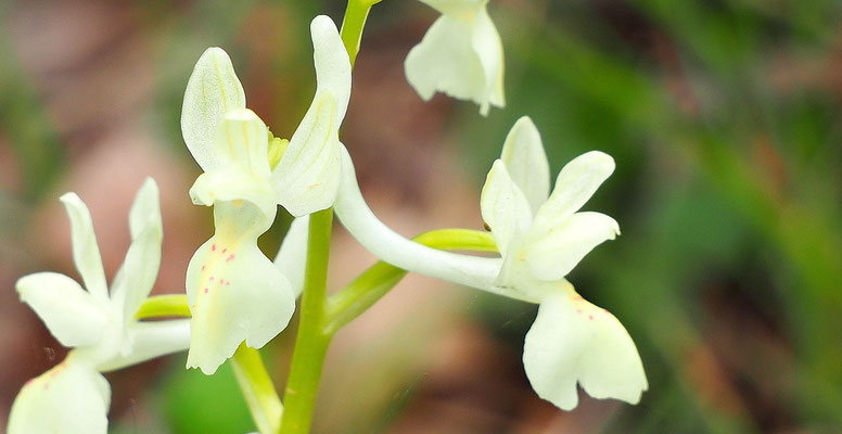 Französisches Knabenkraut, Orchis provincialis (Italien) 