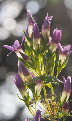 Österreich, Rauer Kranz-Enzian, Gentianella aspera