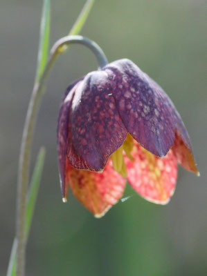 Österreich, Schachblume, Fritillaria meleagris