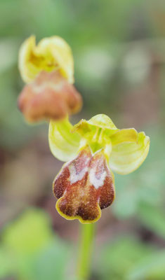 Ophrys fusca, Braune Ragwurz, Griechenland