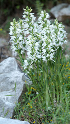 Cephalanthera epipactoides, Übersehenes Waldvöglein, Türkei